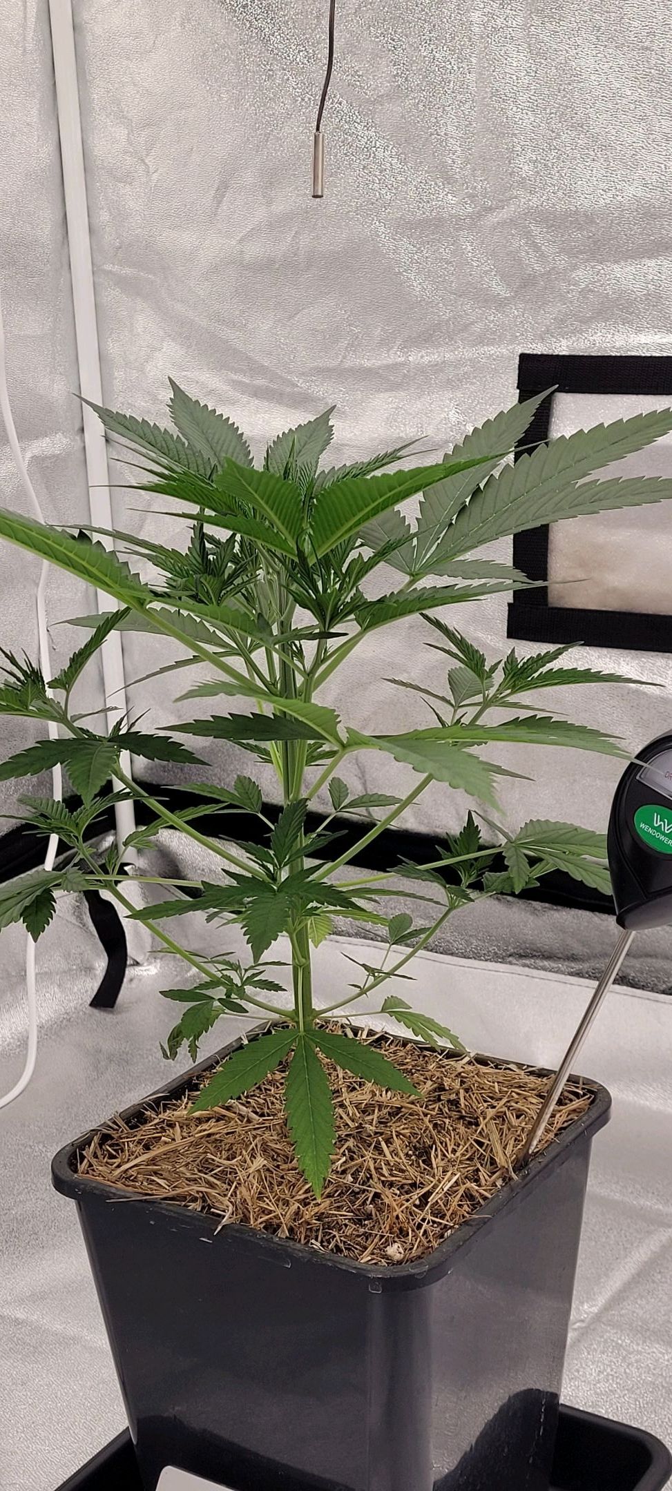 Anonymus growlog photo 42
