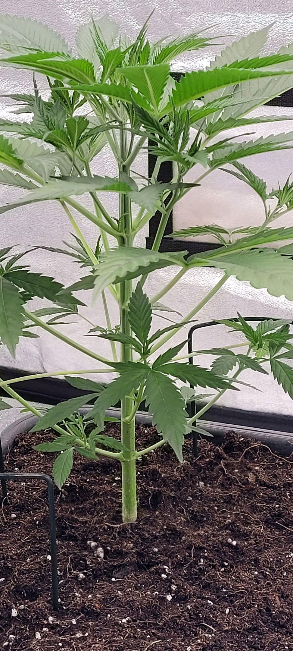 Anonymus growlog photo 47