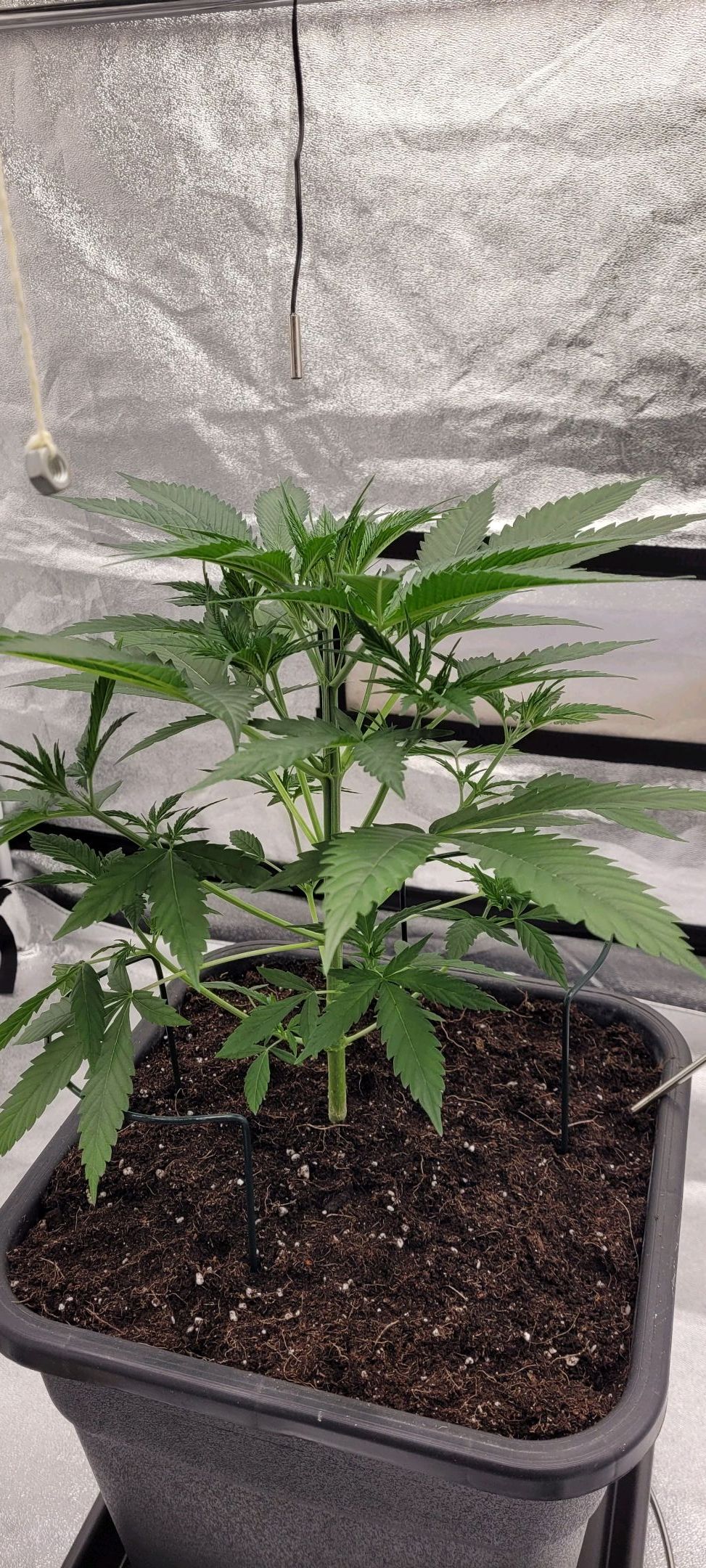 Anonymus growlog photo 48