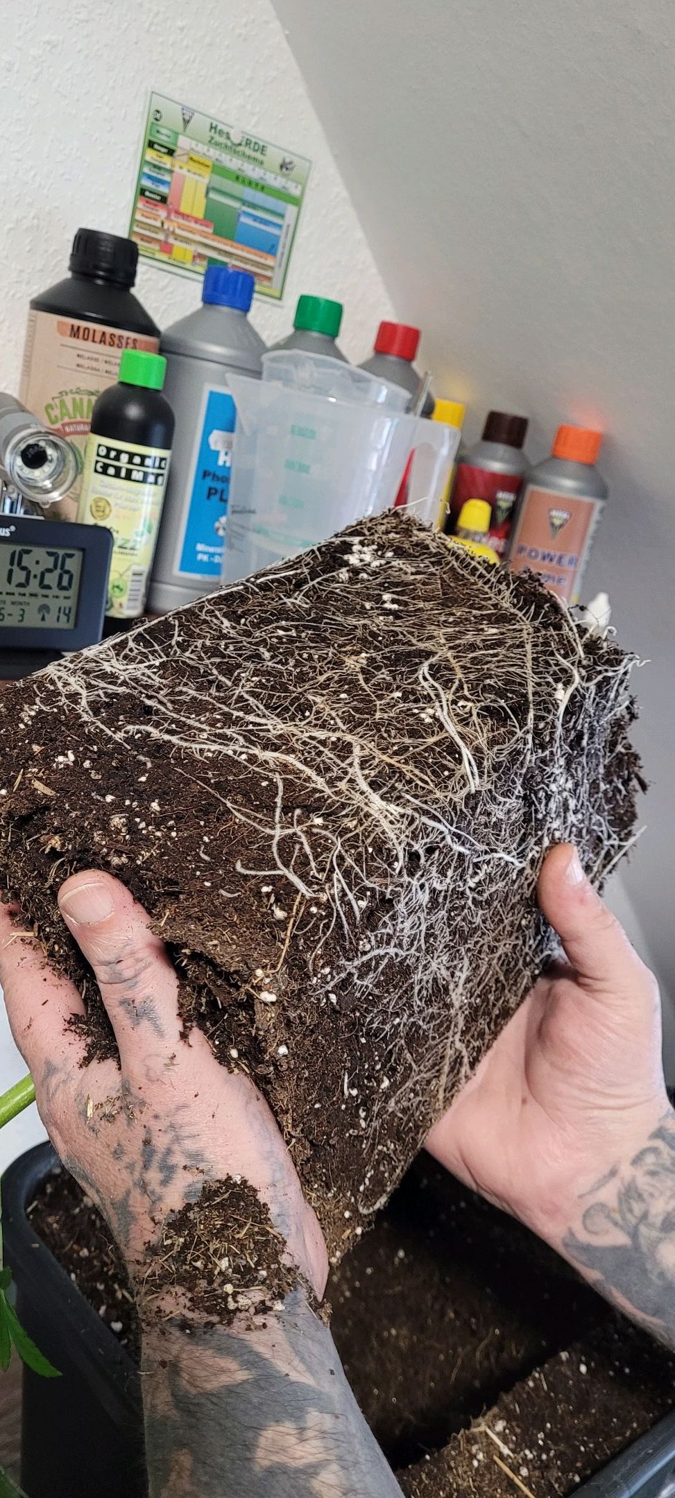 Anonymus growlog photo 46