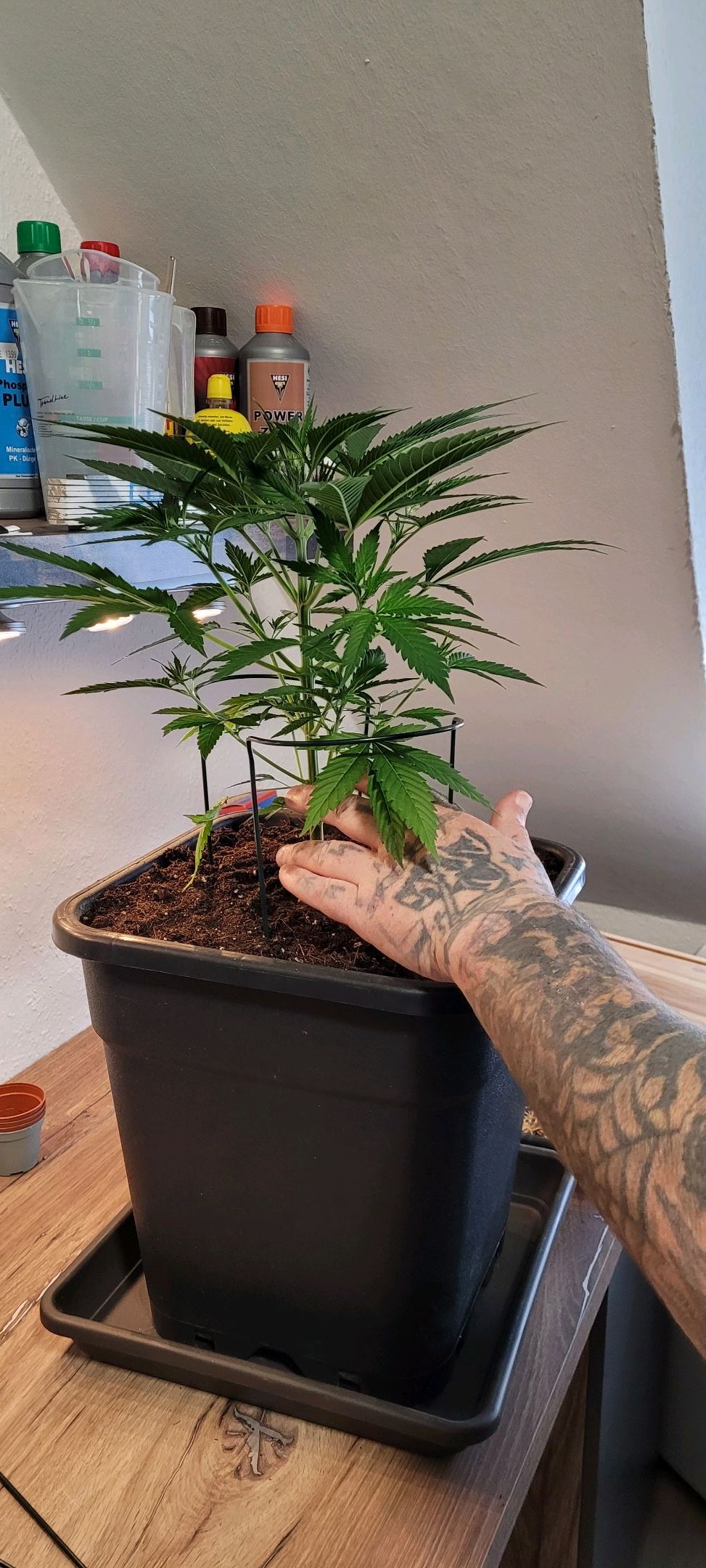 Anonymus growlog photo 45