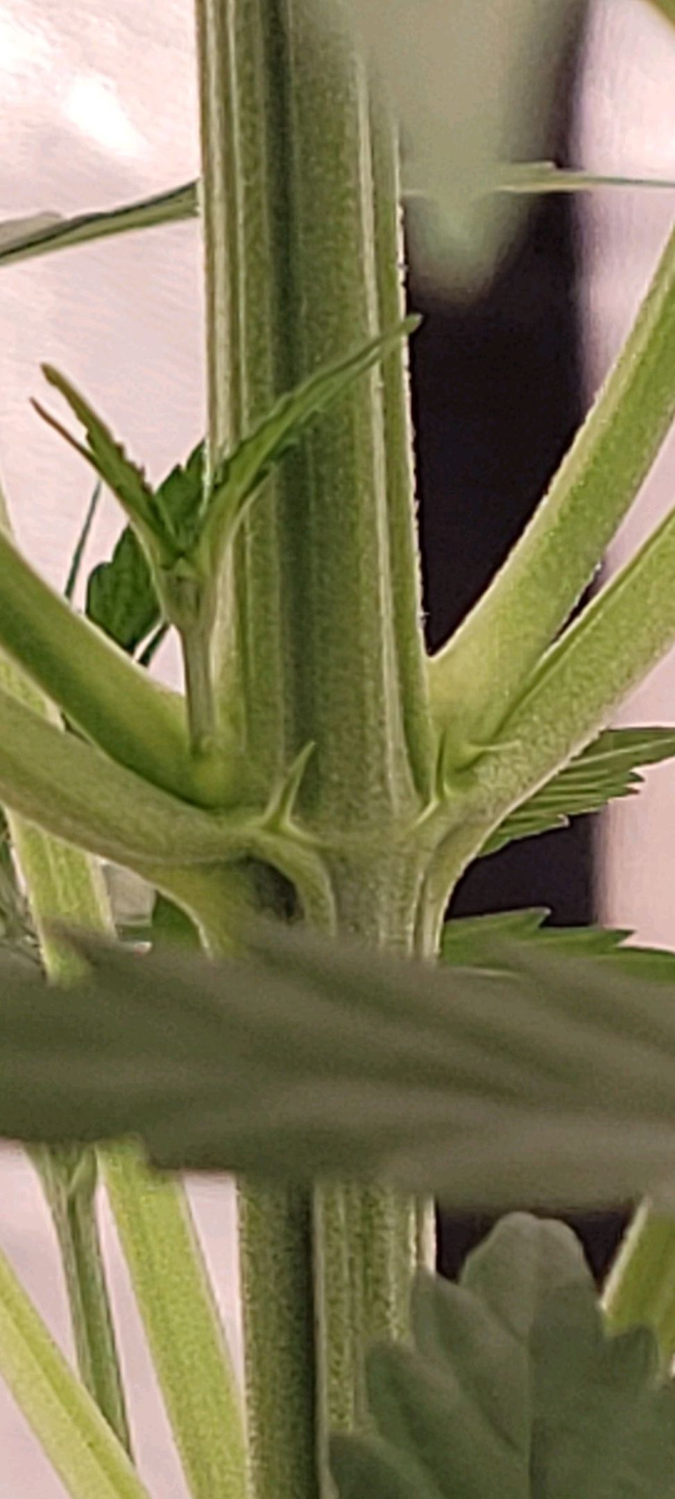 Anonymus growlog photo 50