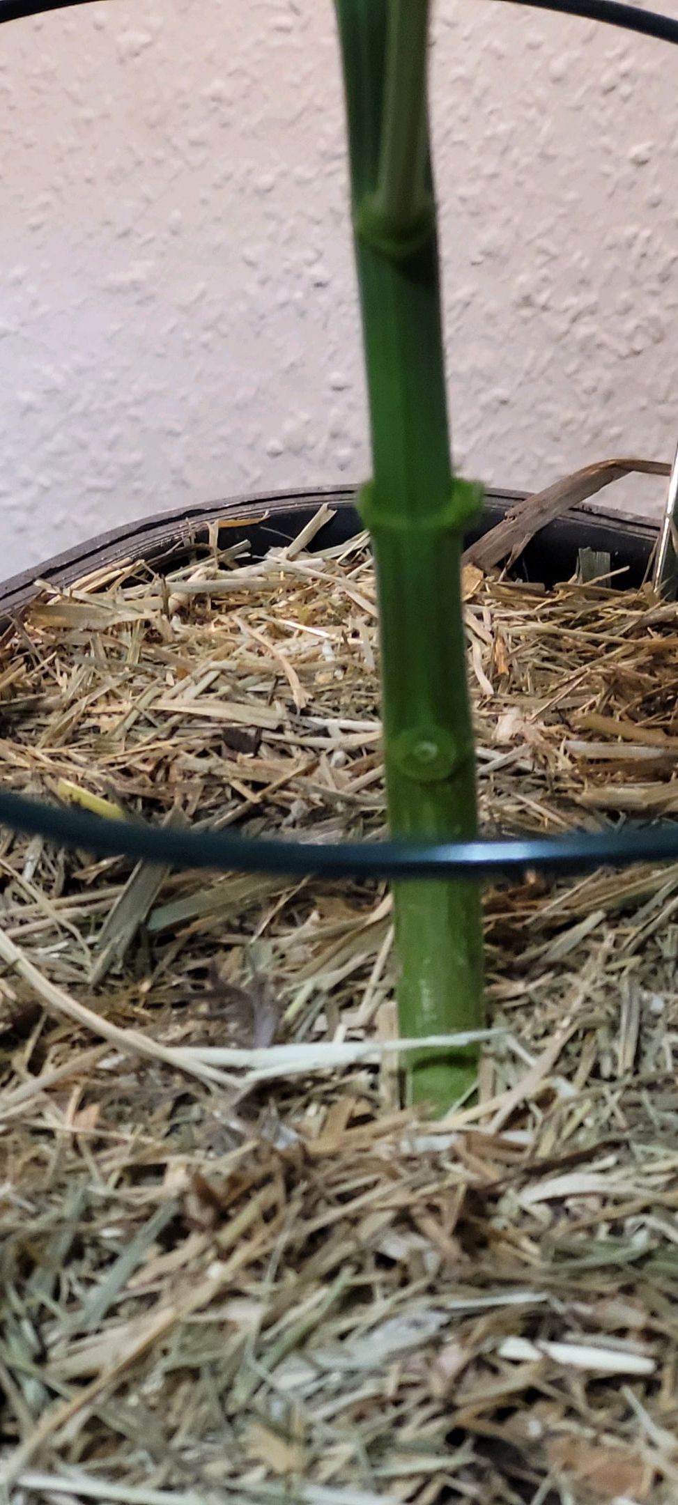 Anonymus growlog photo 51