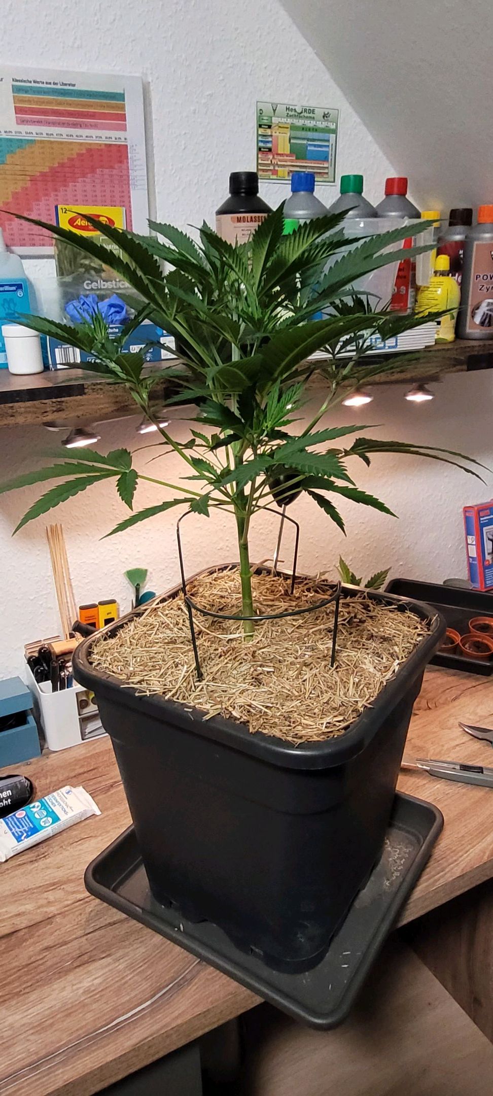 Anonymus growlog photo 52