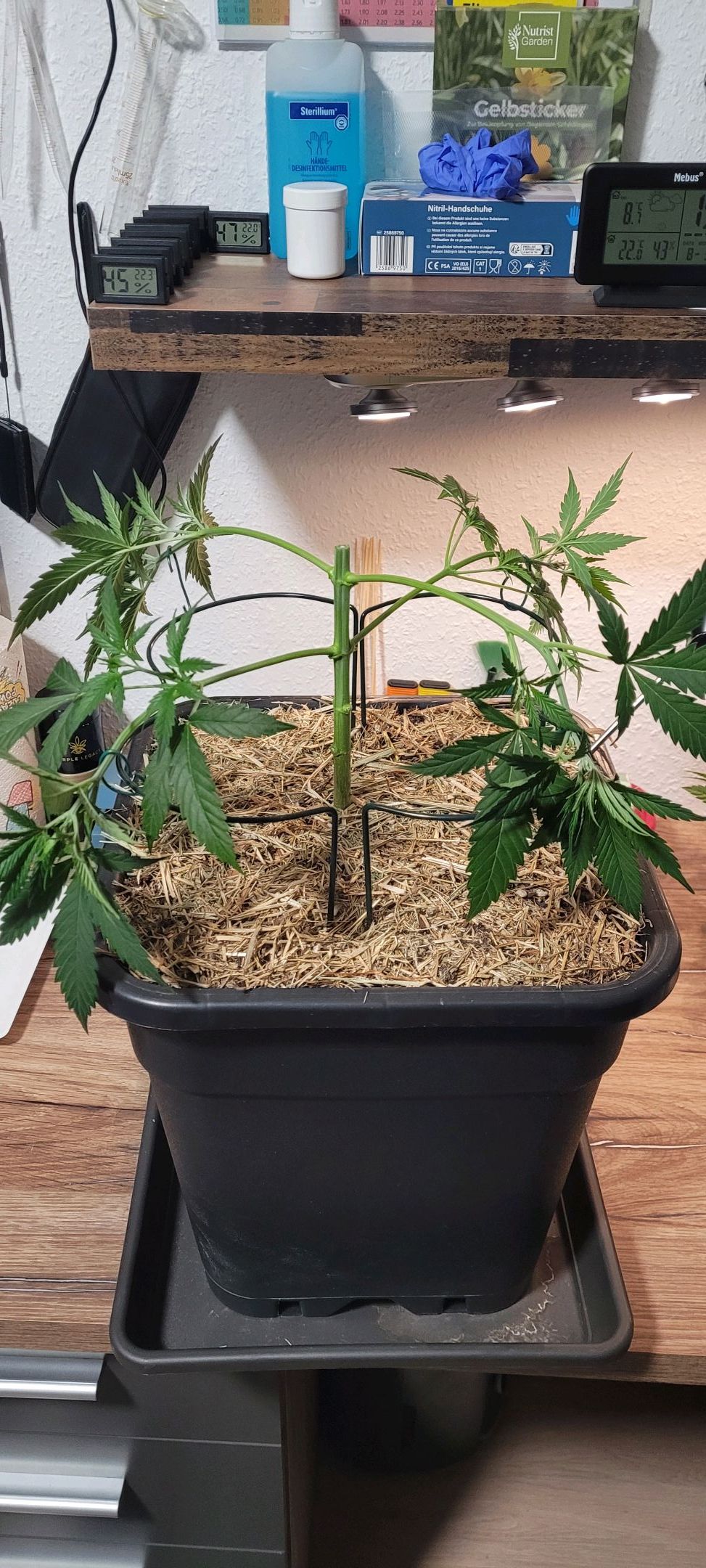 Anonymus growlog photo 54