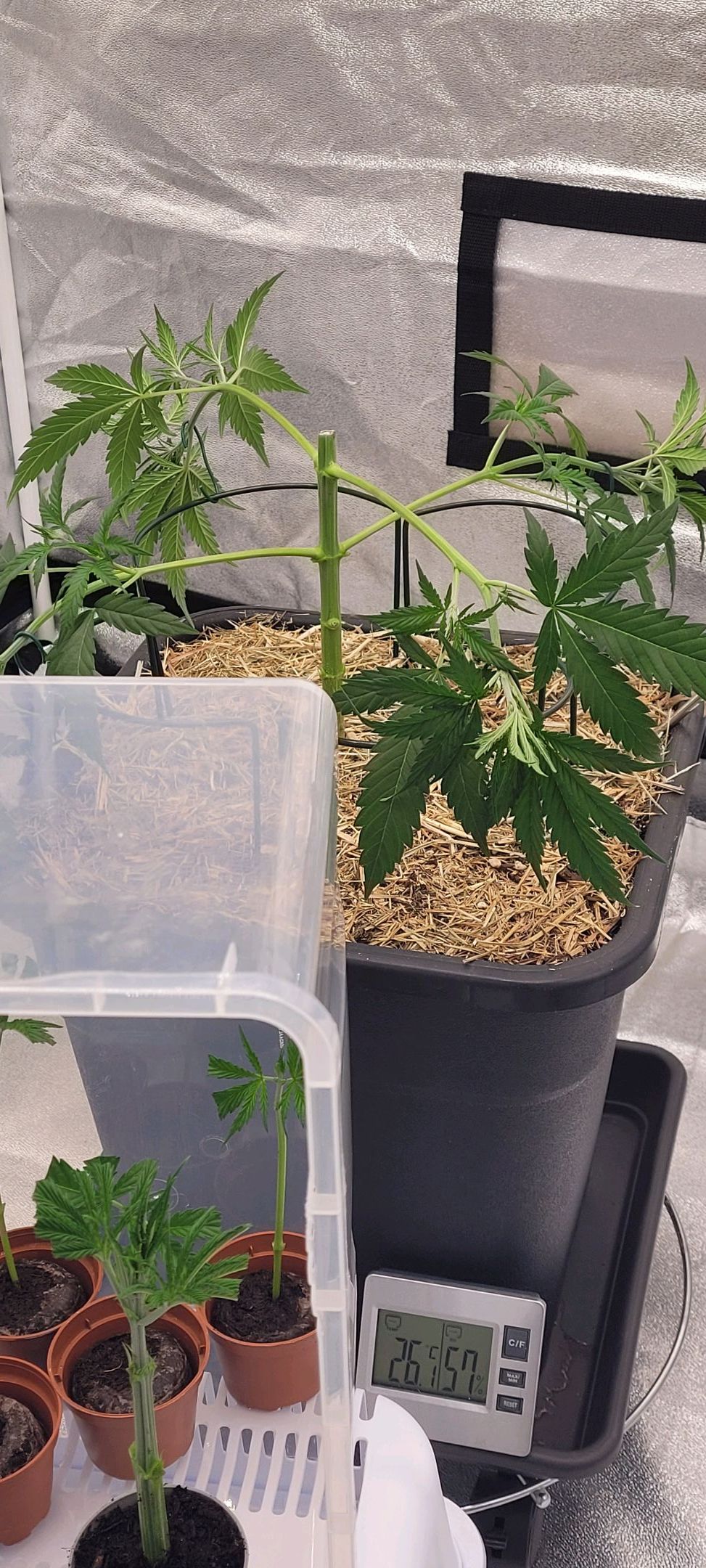 Anonymus growlog photo 53