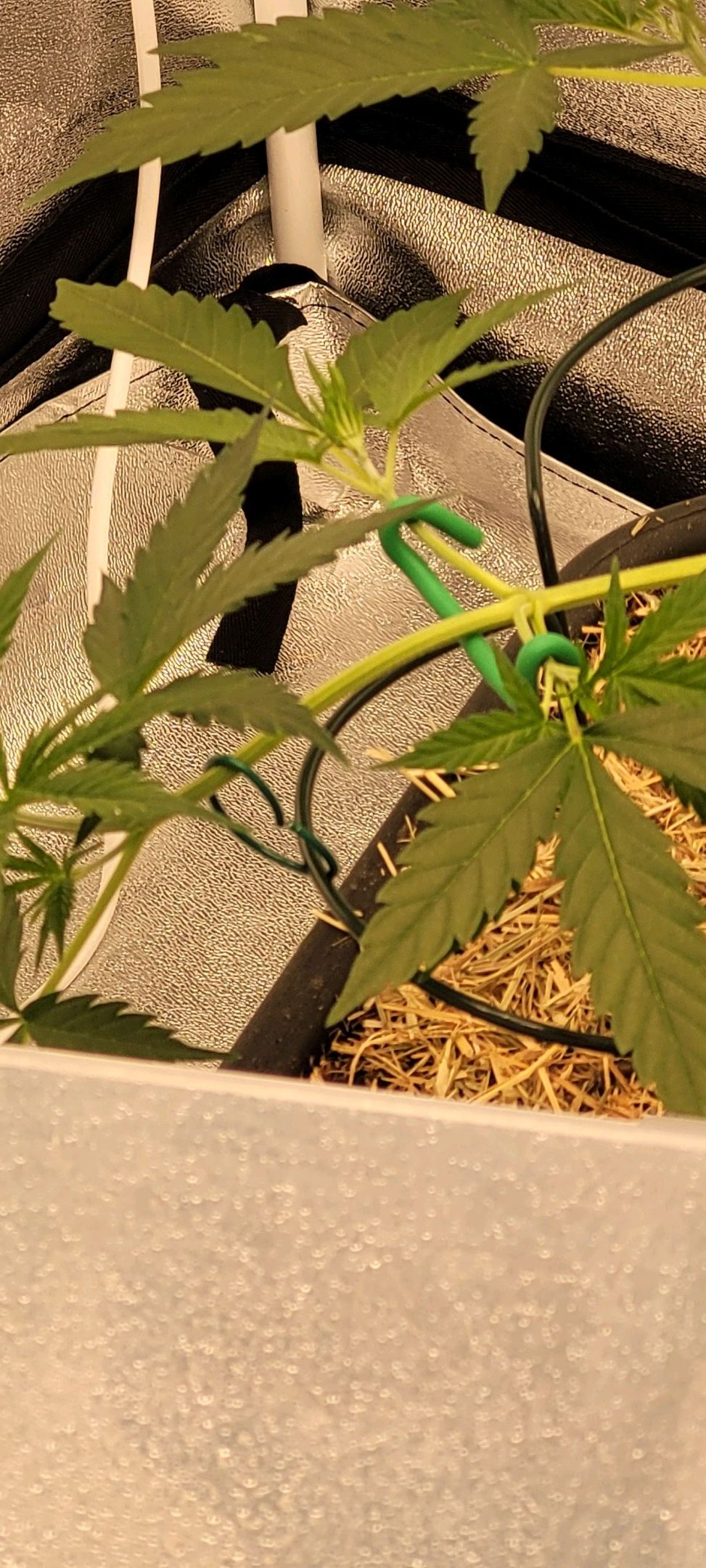 Anonymus growlog photo 56