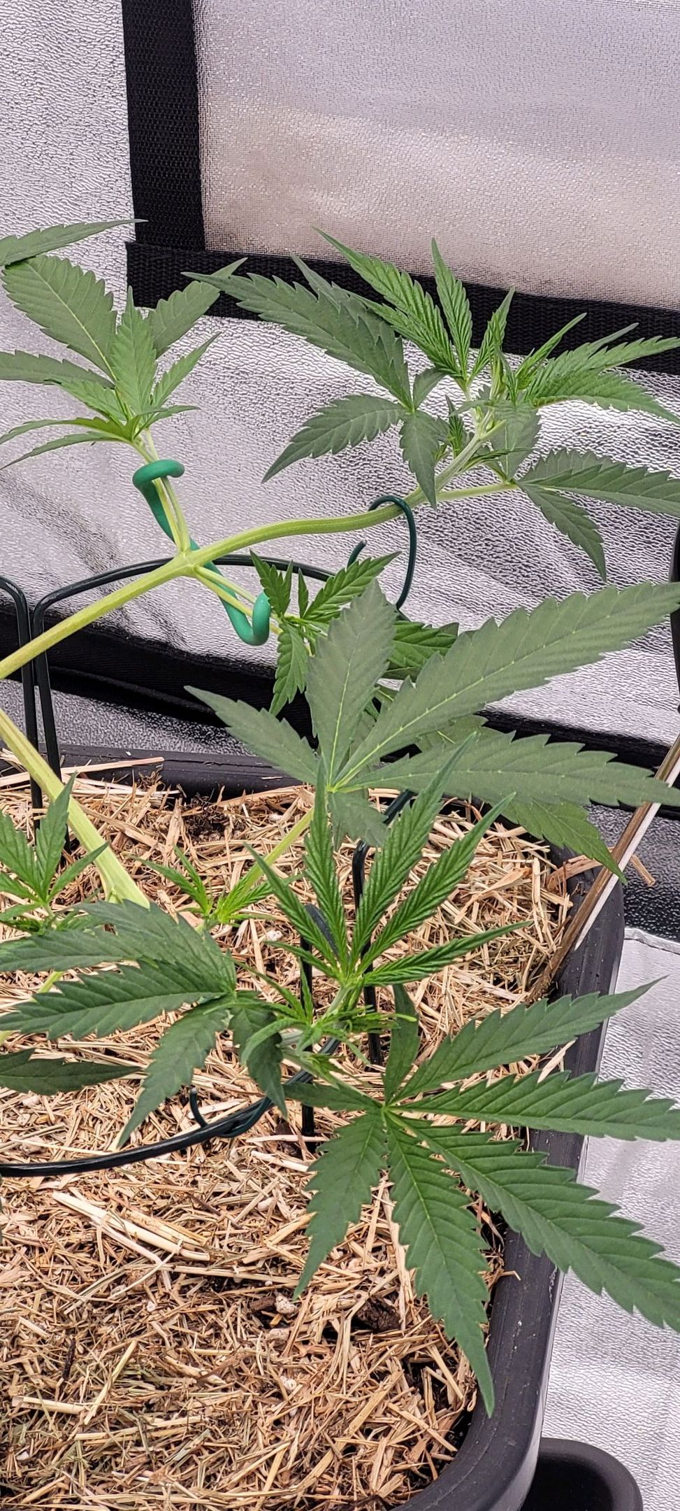 Anonymus growlog photo 57