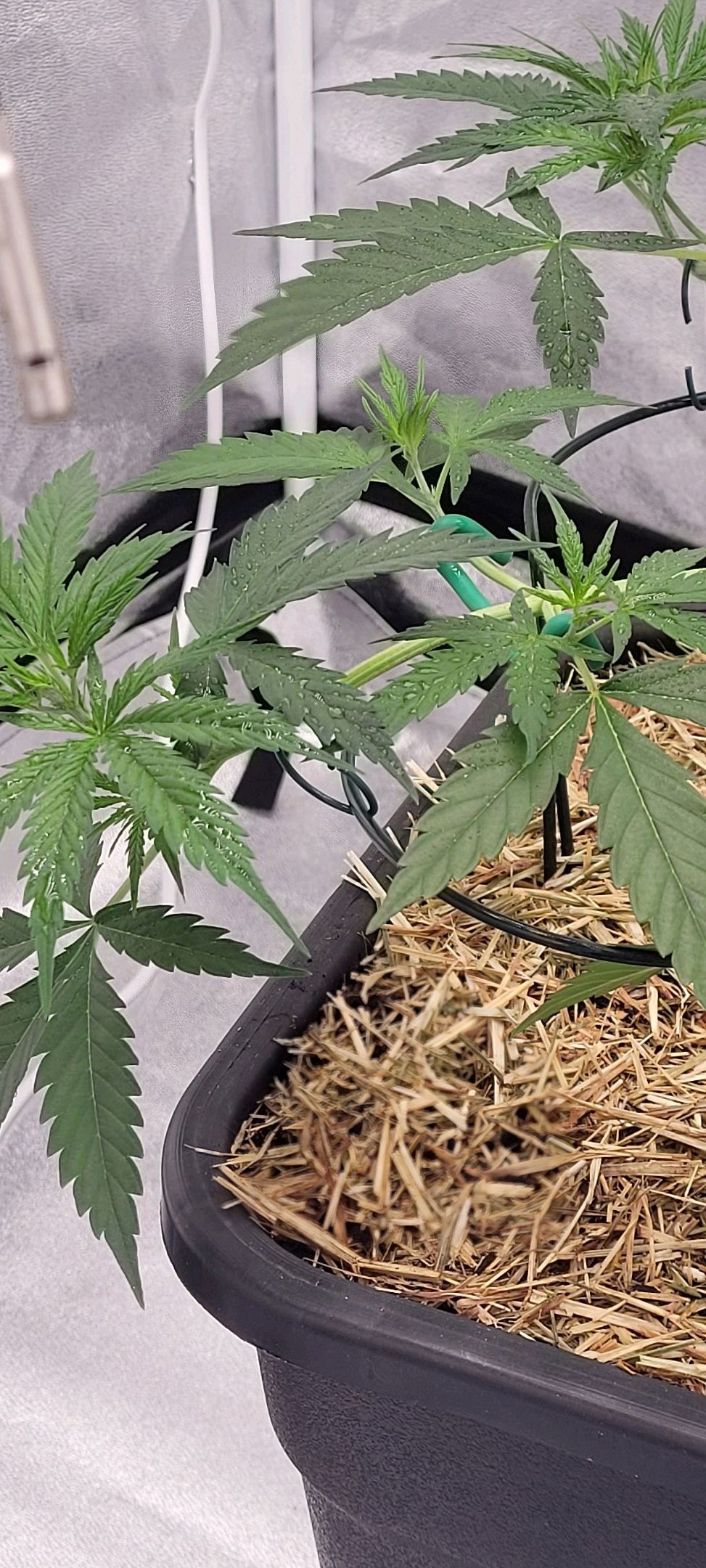 Anonymus growlog photo 58