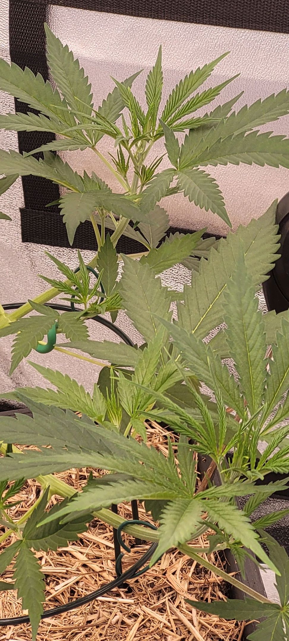 Anonymus growlog photo 60