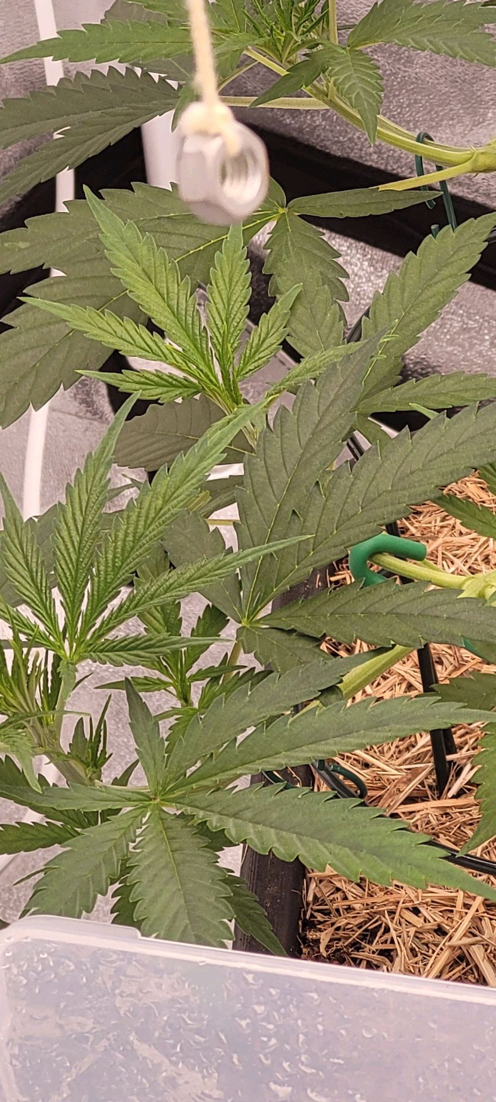 Anonymus growlog photo 61