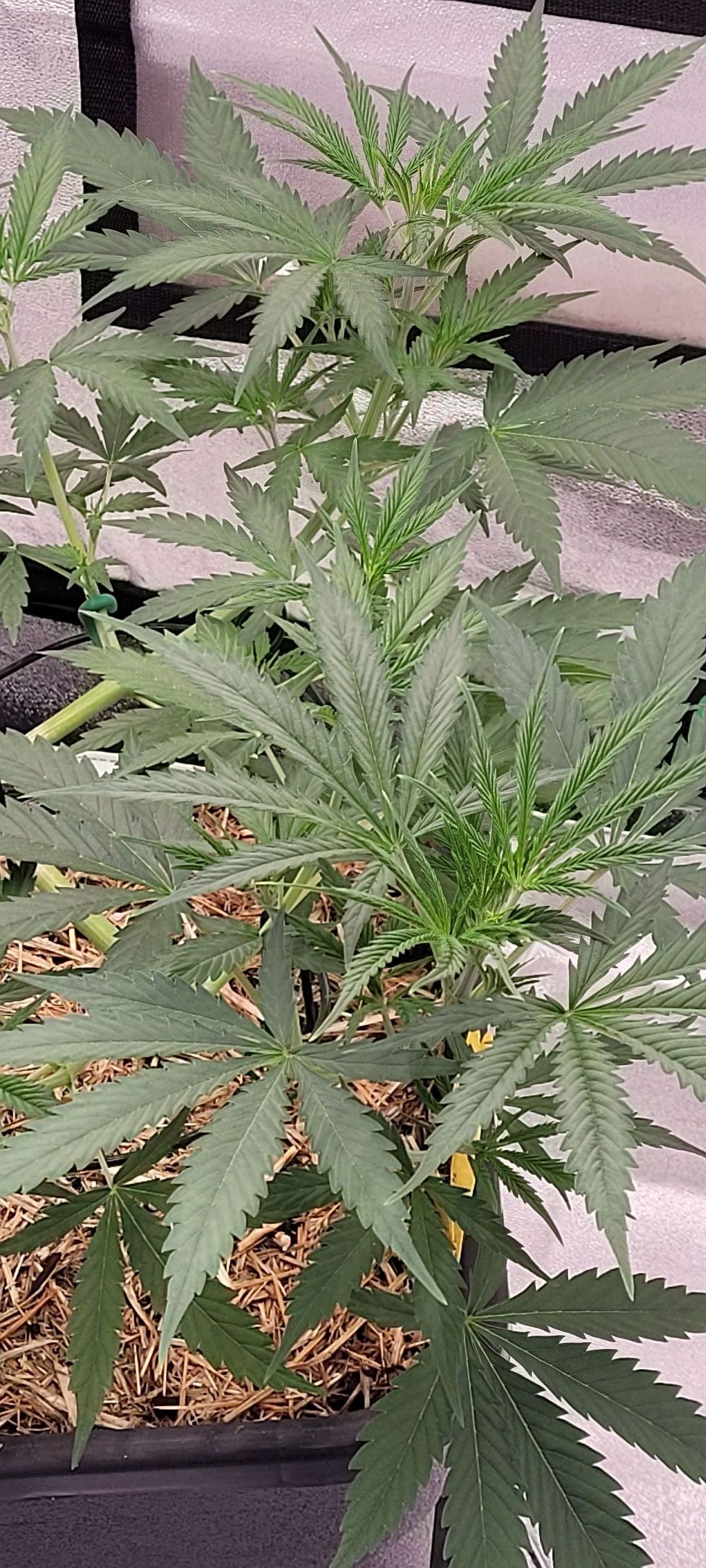 Anonymus growlog photo 63