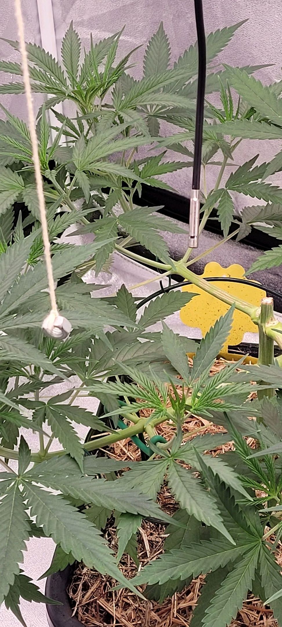 Anonymus growlog photo 64