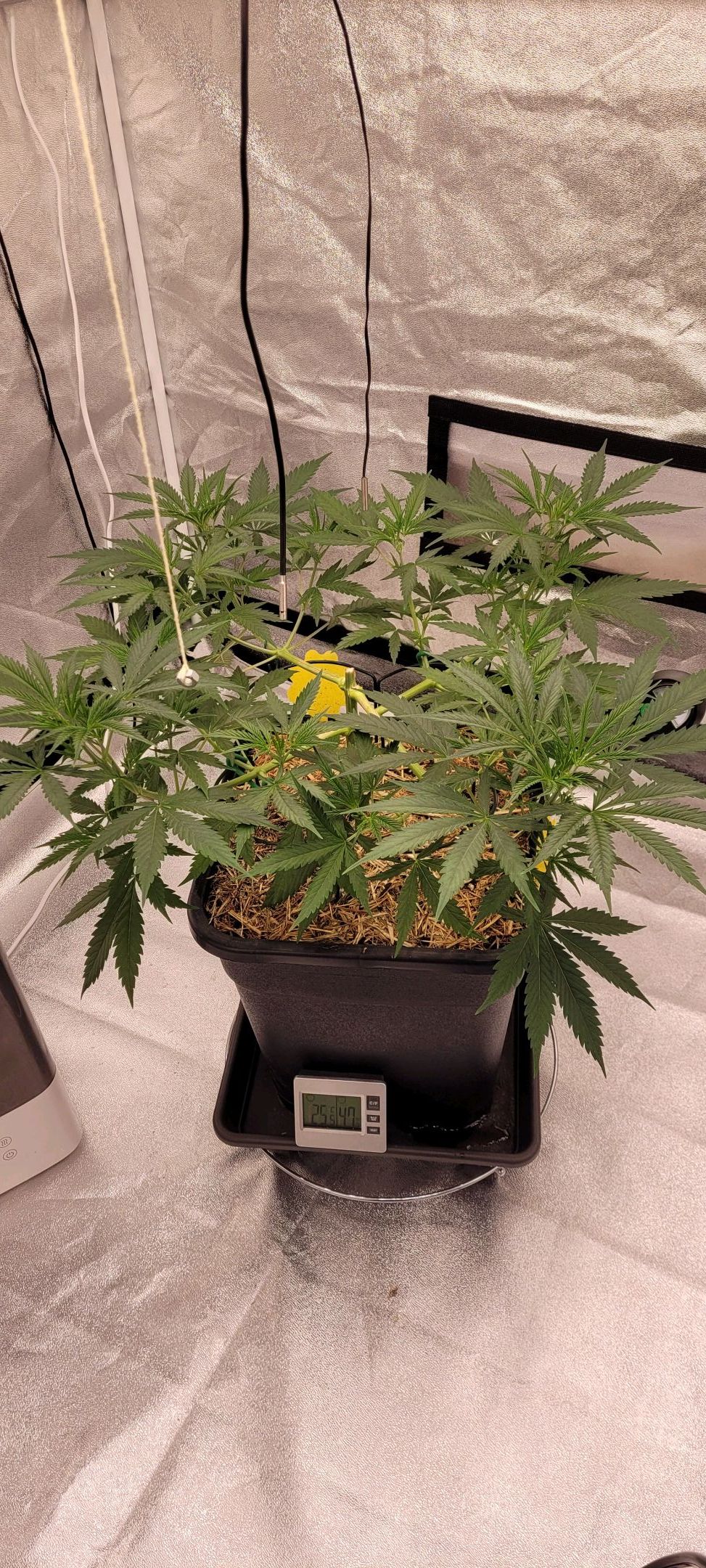 Anonymus growlog photo 65