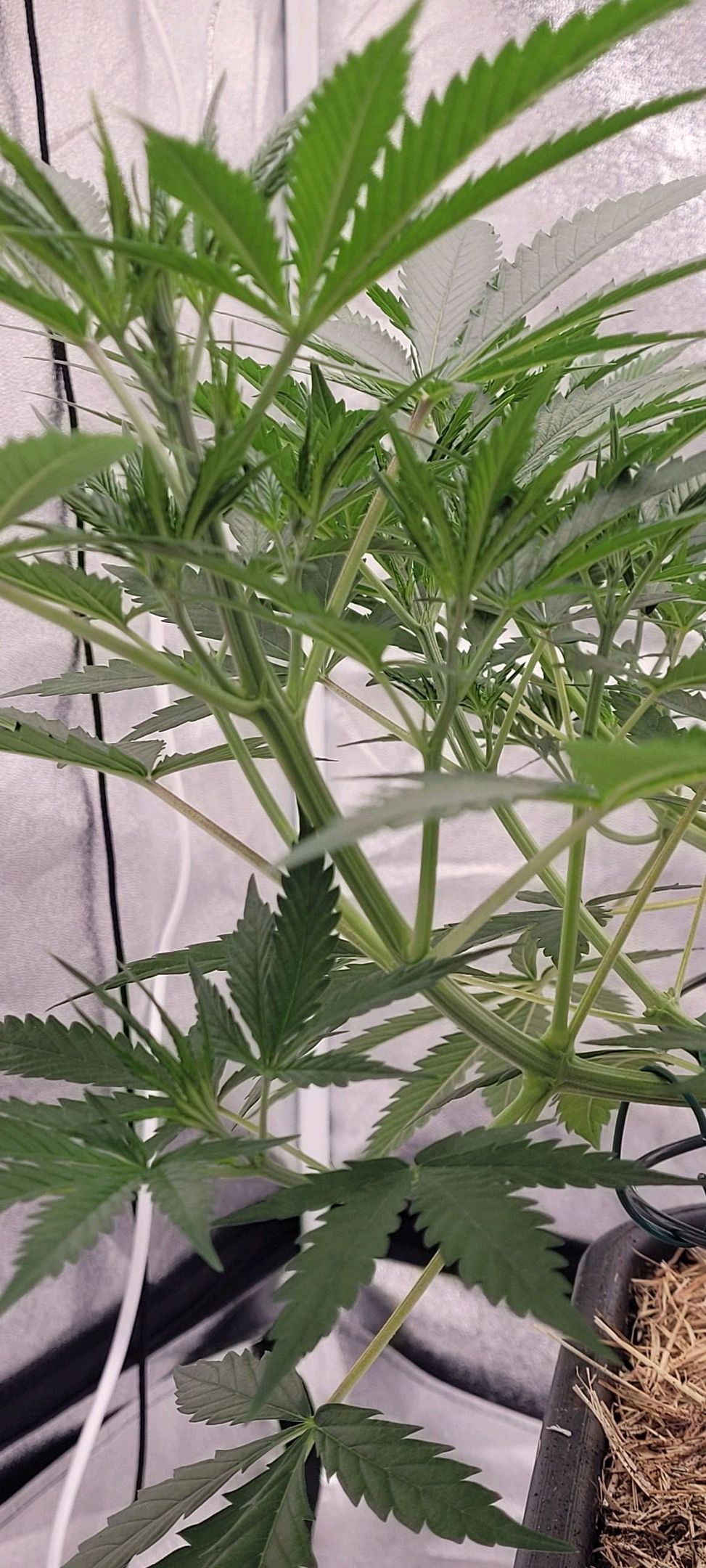 Anonymus growlog photo 67