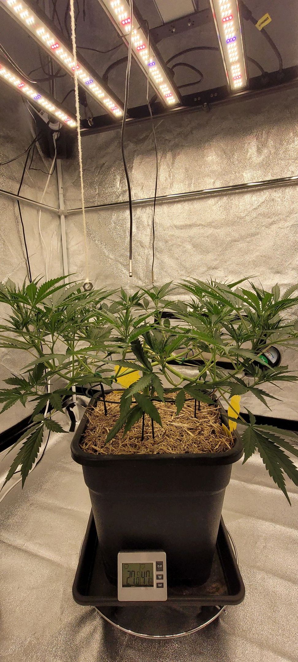 Anonymus growlog photo 70