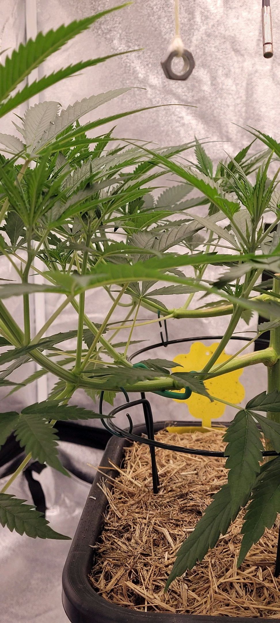 Anonymus growlog photo 71