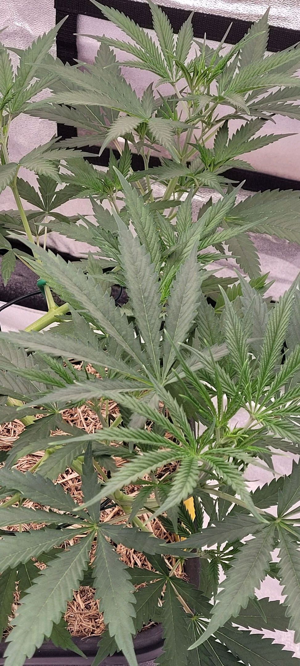 Anonymus growlog photo 69