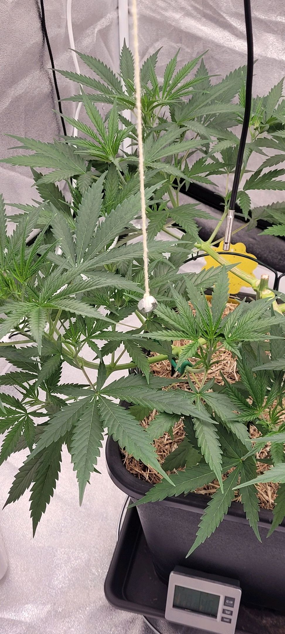 Anonymus growlog photo 68