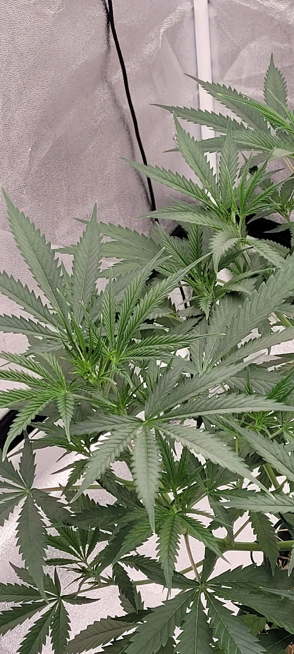 Anonymus growlog photo 72