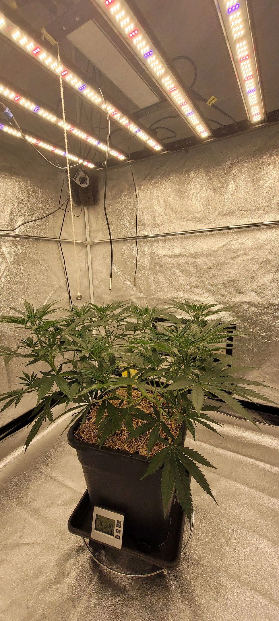 Anonymus growlog photo 73