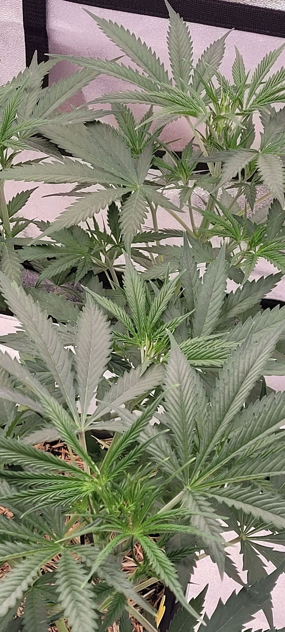 Anonymus growlog photo 74