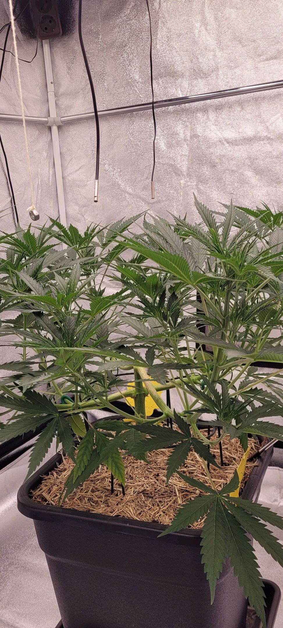 Anonymus growlog photo 75