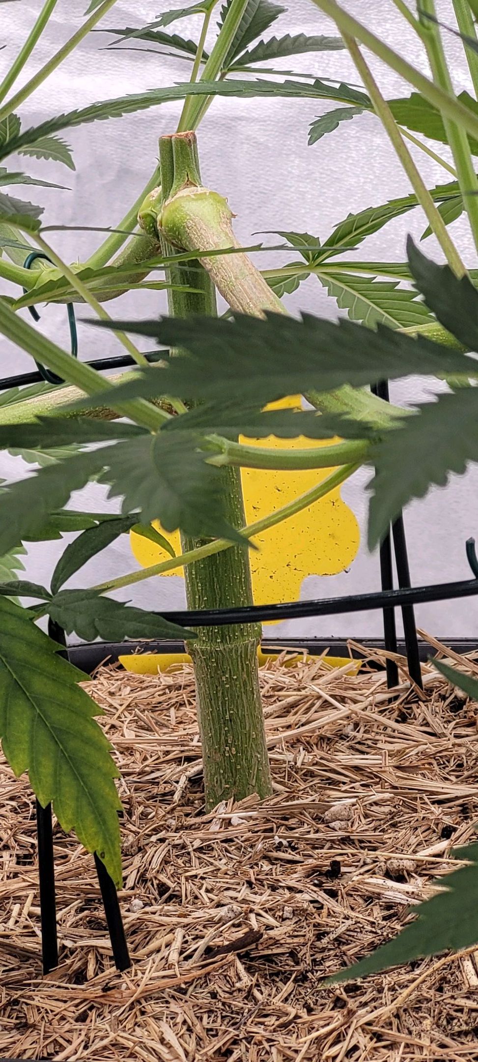 Anonymus growlog photo 77