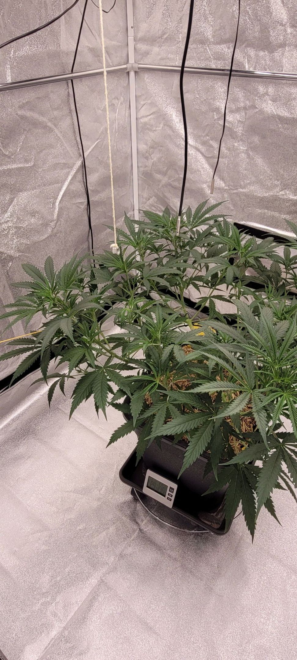 Anonymus growlog photo 76