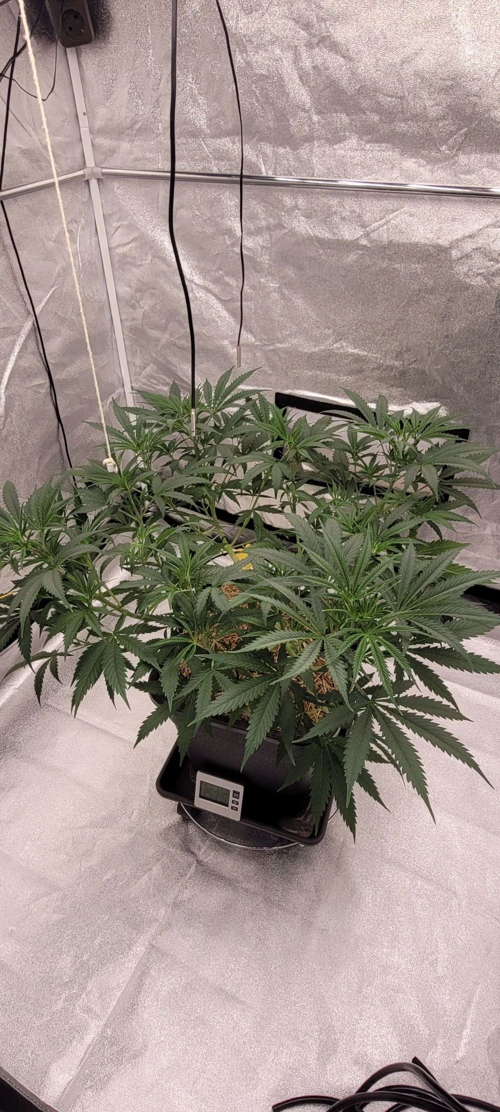 Anonymus growlog photo 78