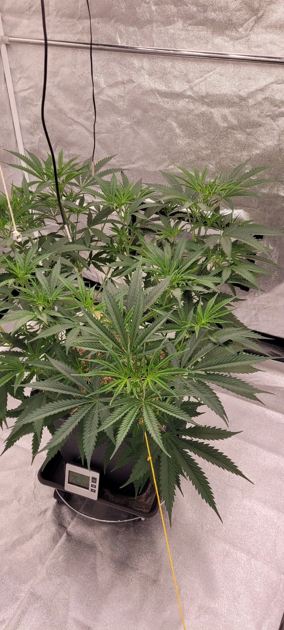 Anonymus growlog photo 80