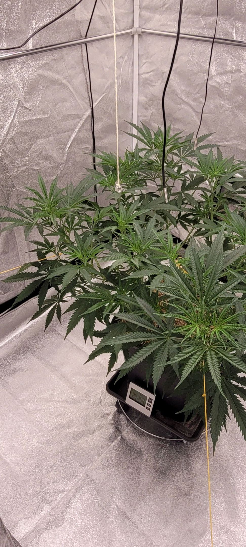 Anonymus growlog photo 81