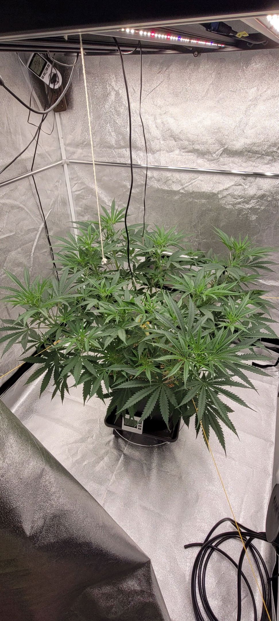 Anonymus growlog photo 84