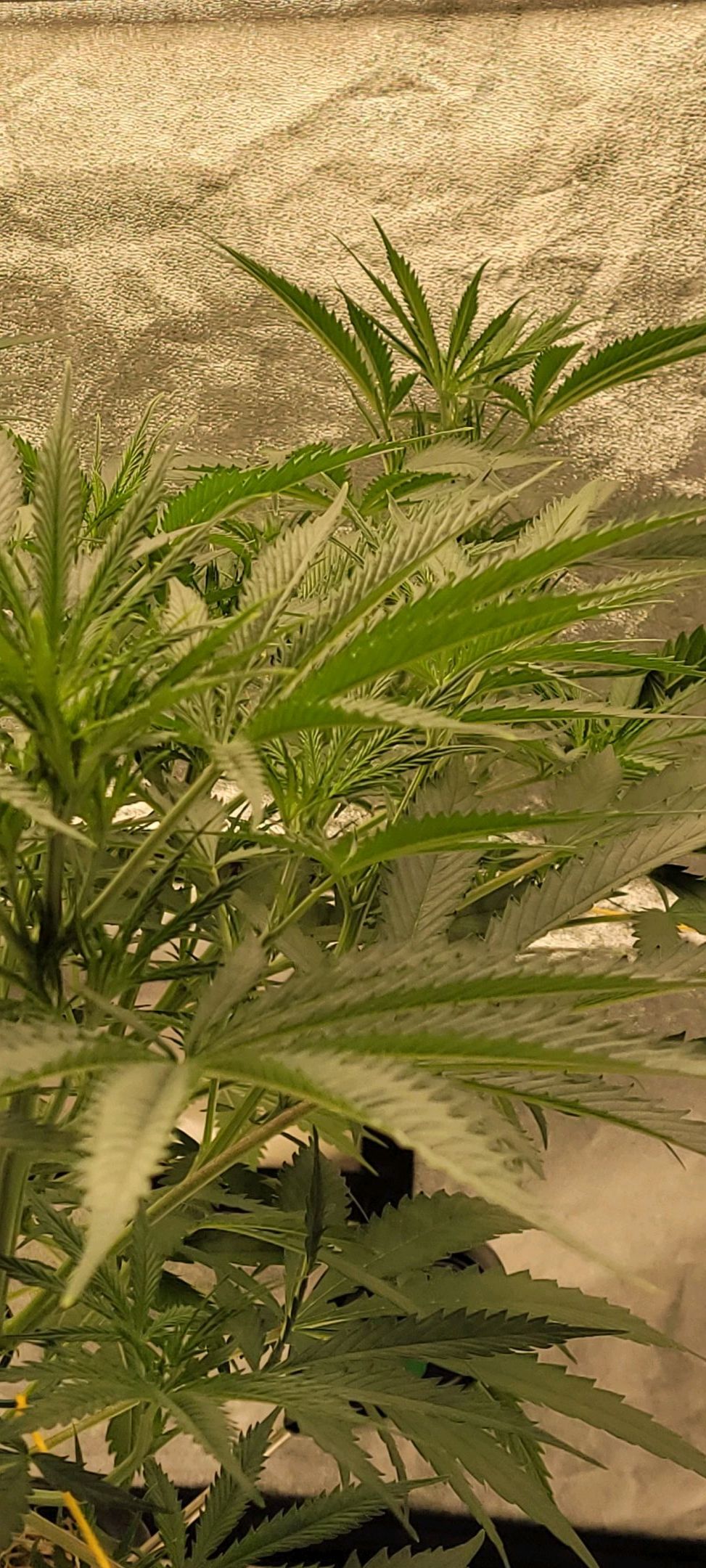 Anonymus growlog photo 82