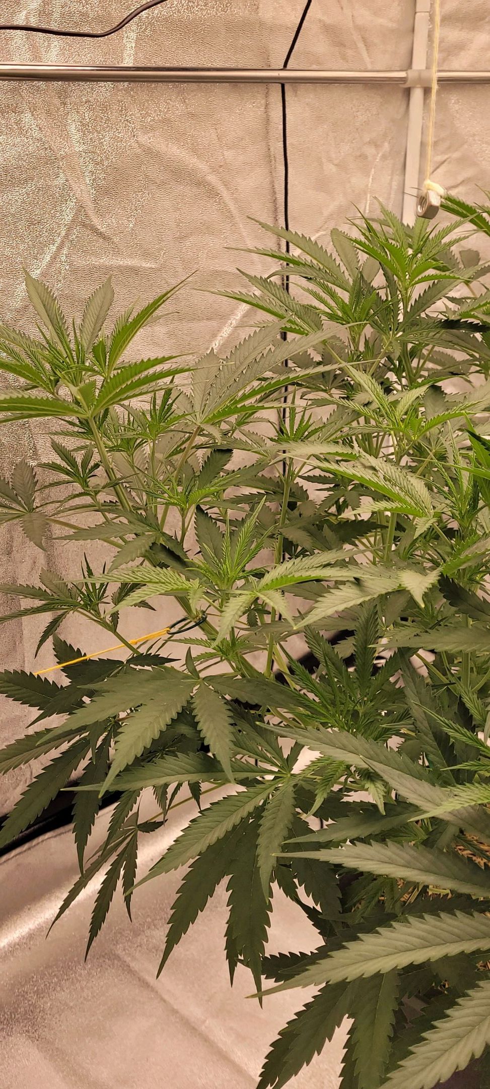 Anonymus growlog photo 83