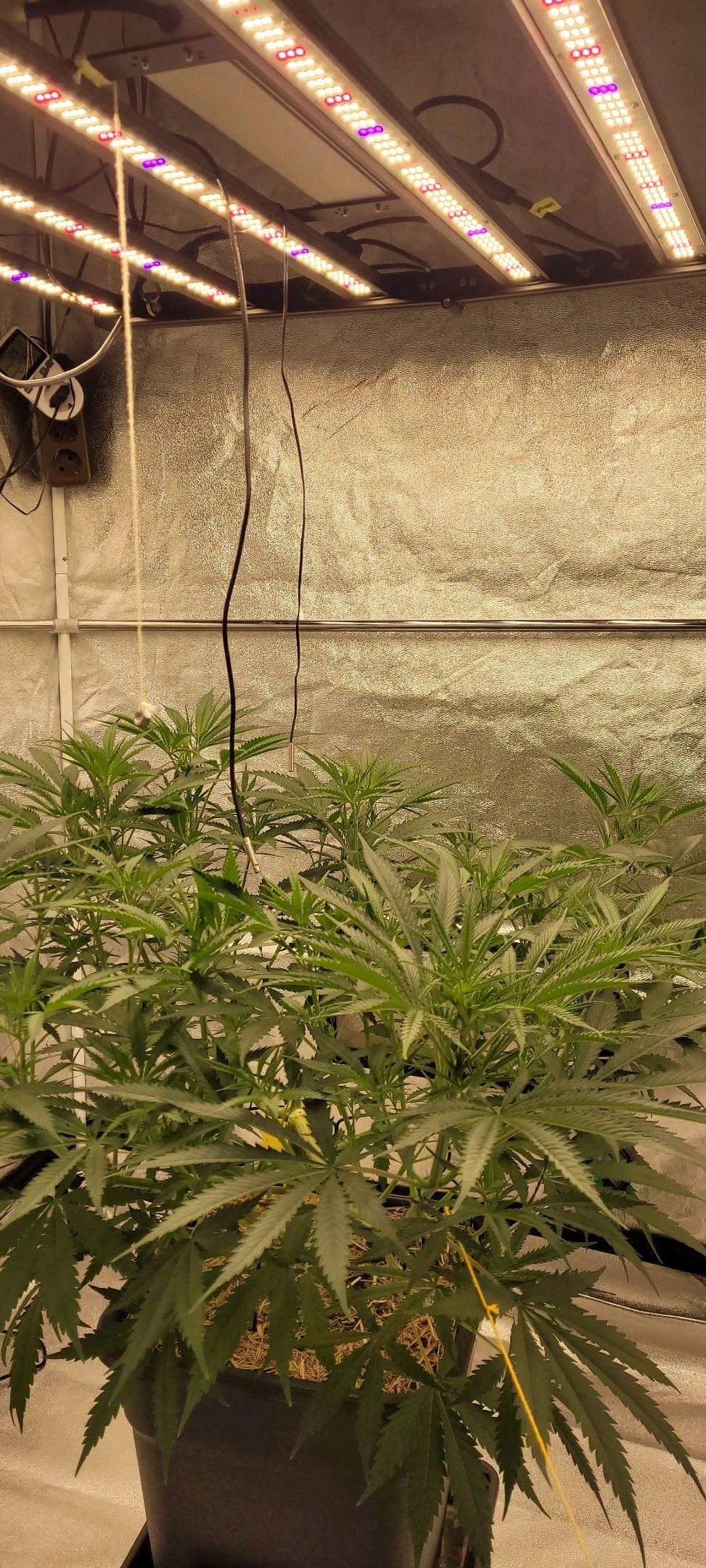 Anonymus growlog photo 85