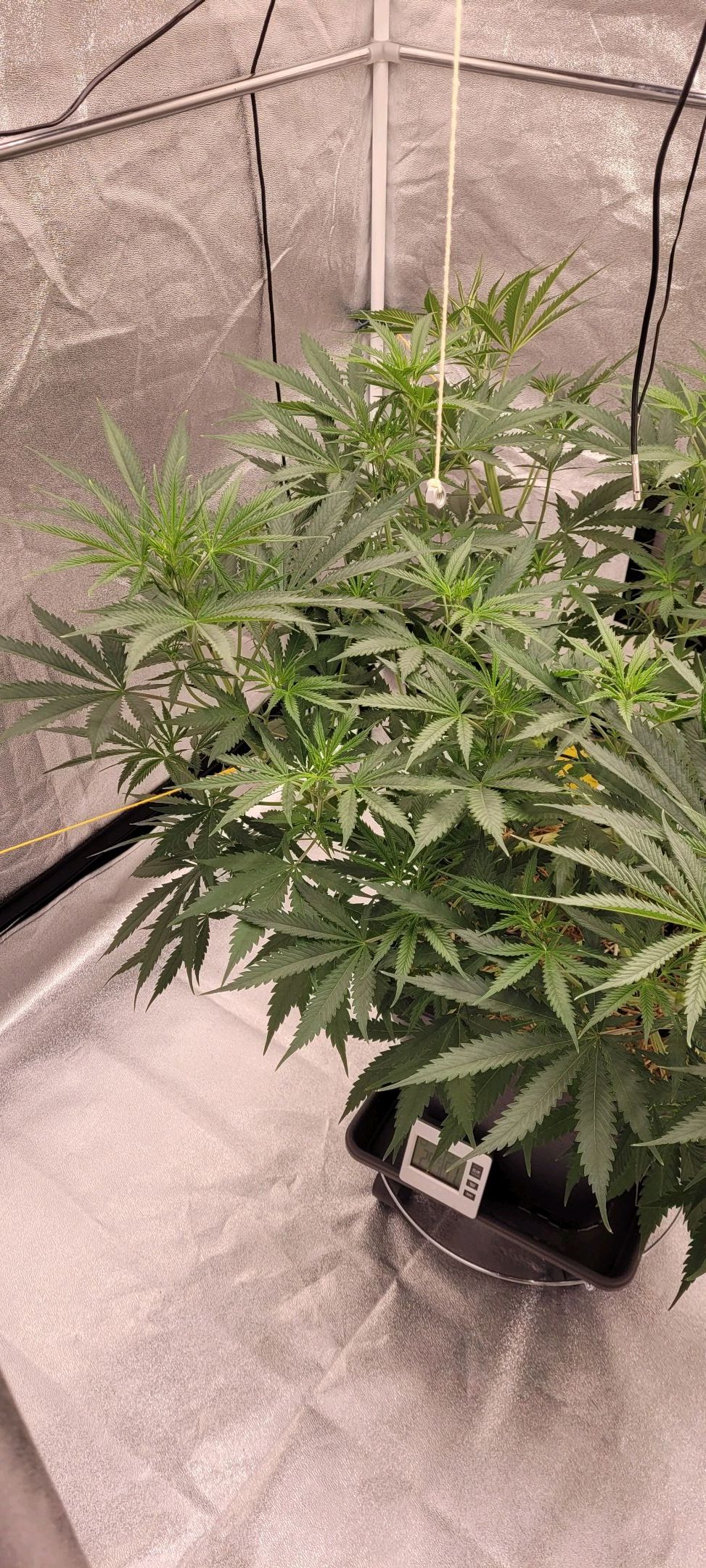 Anonymus growlog photo 86