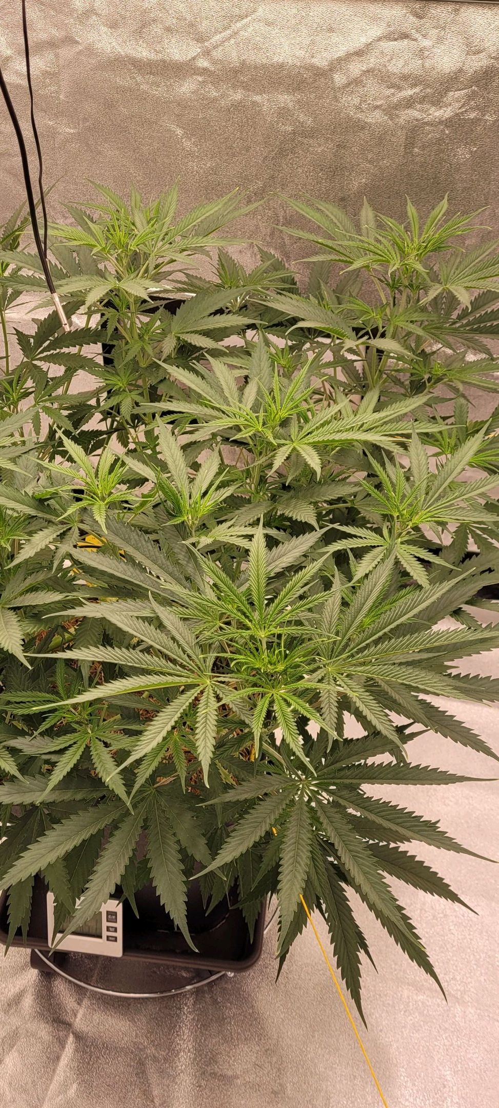 Anonymus growlog photo 87