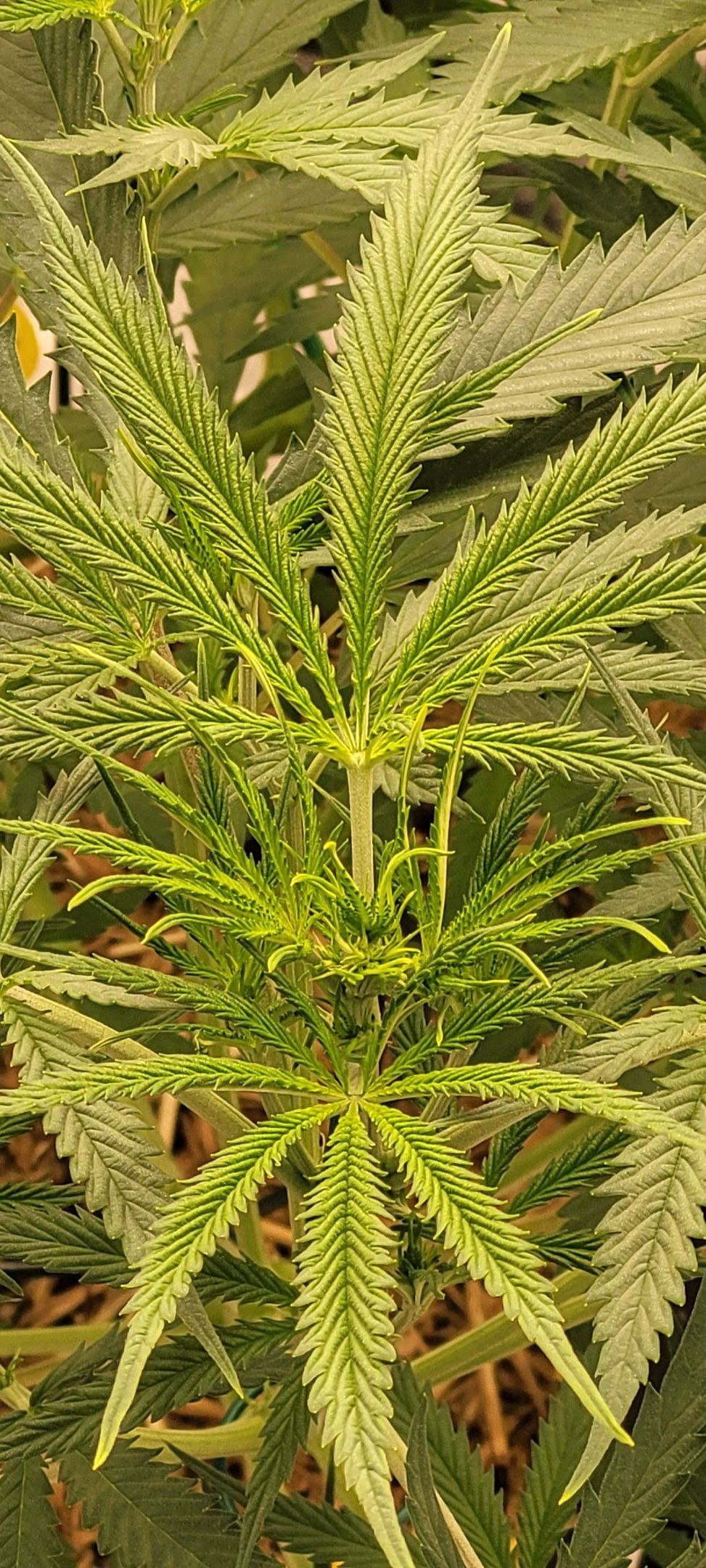 Anonymus growlog photo 88