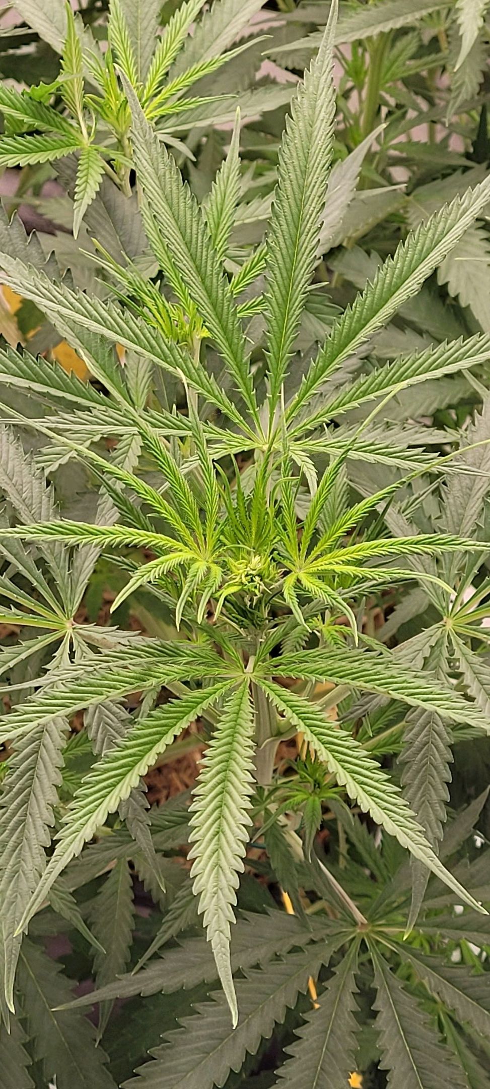 Anonymus growlog photo 89