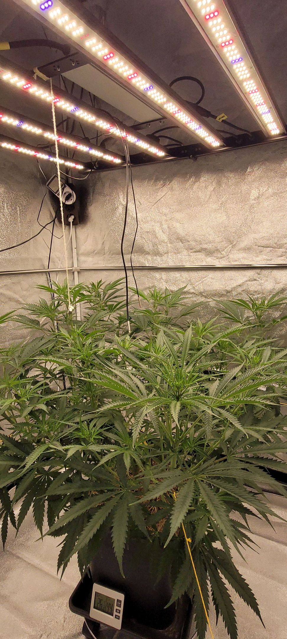 Anonymus growlog photo 91