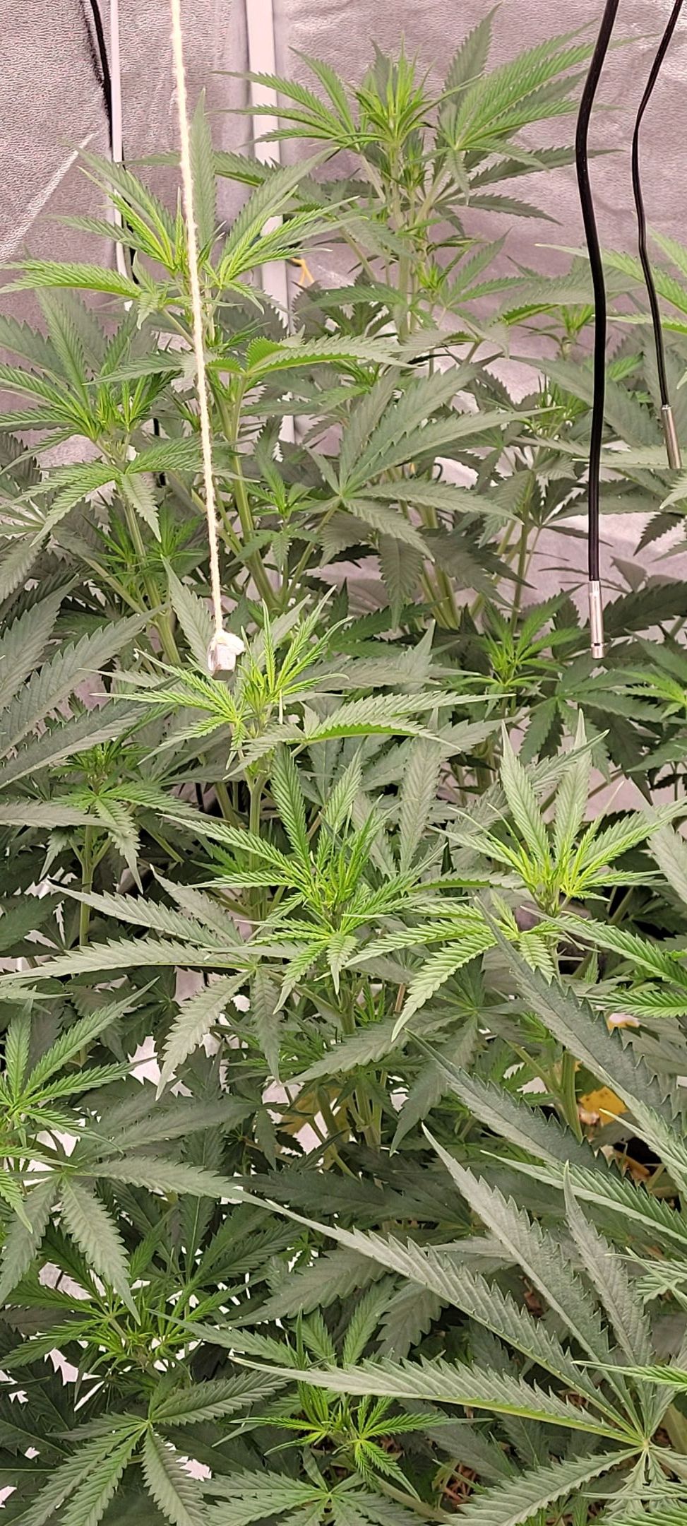 Anonymus growlog photo 90