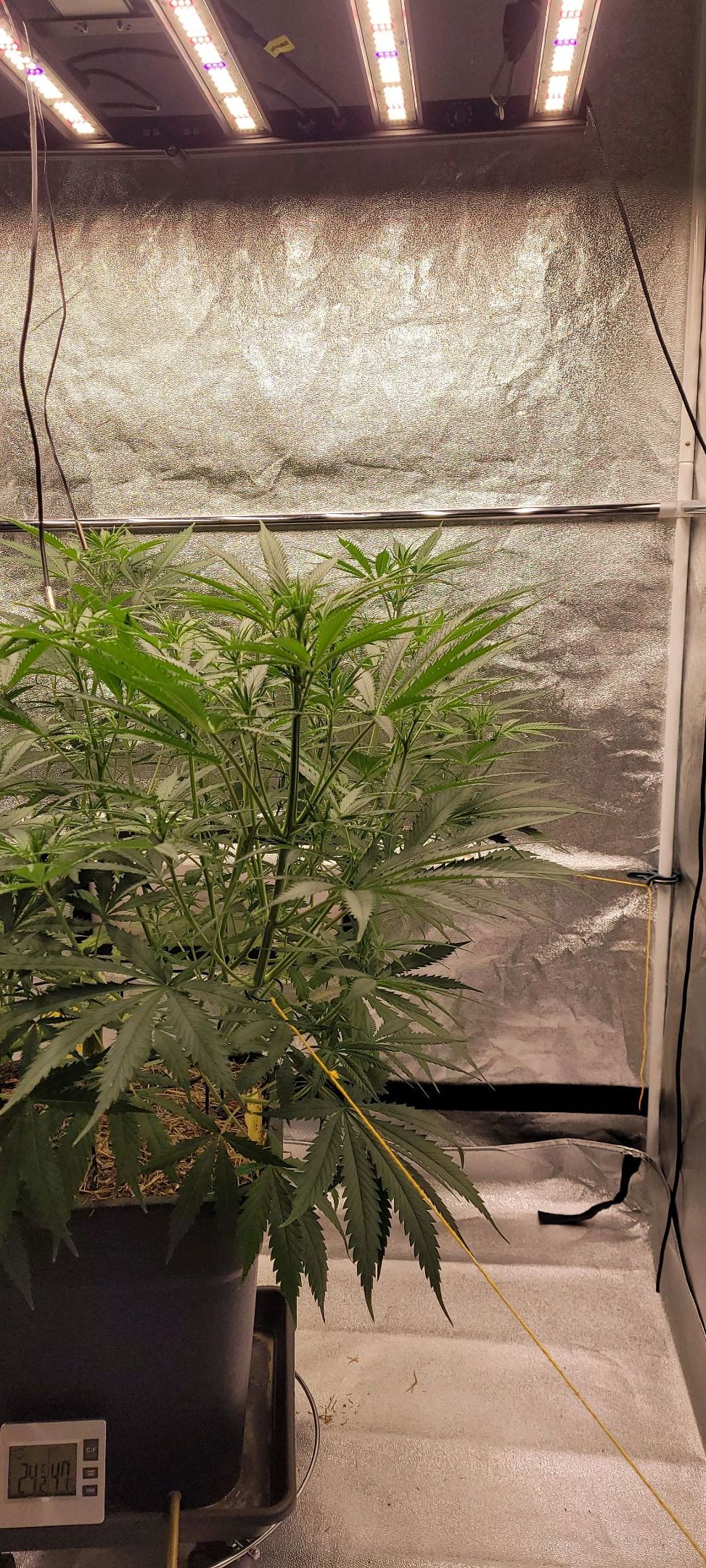 Anonymus growlog photo 92