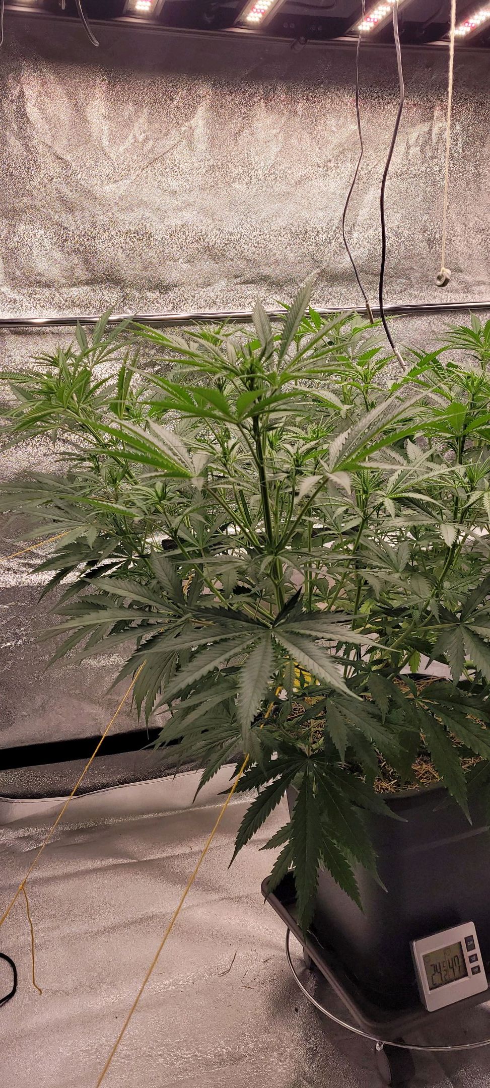 Anonymus growlog photo 94