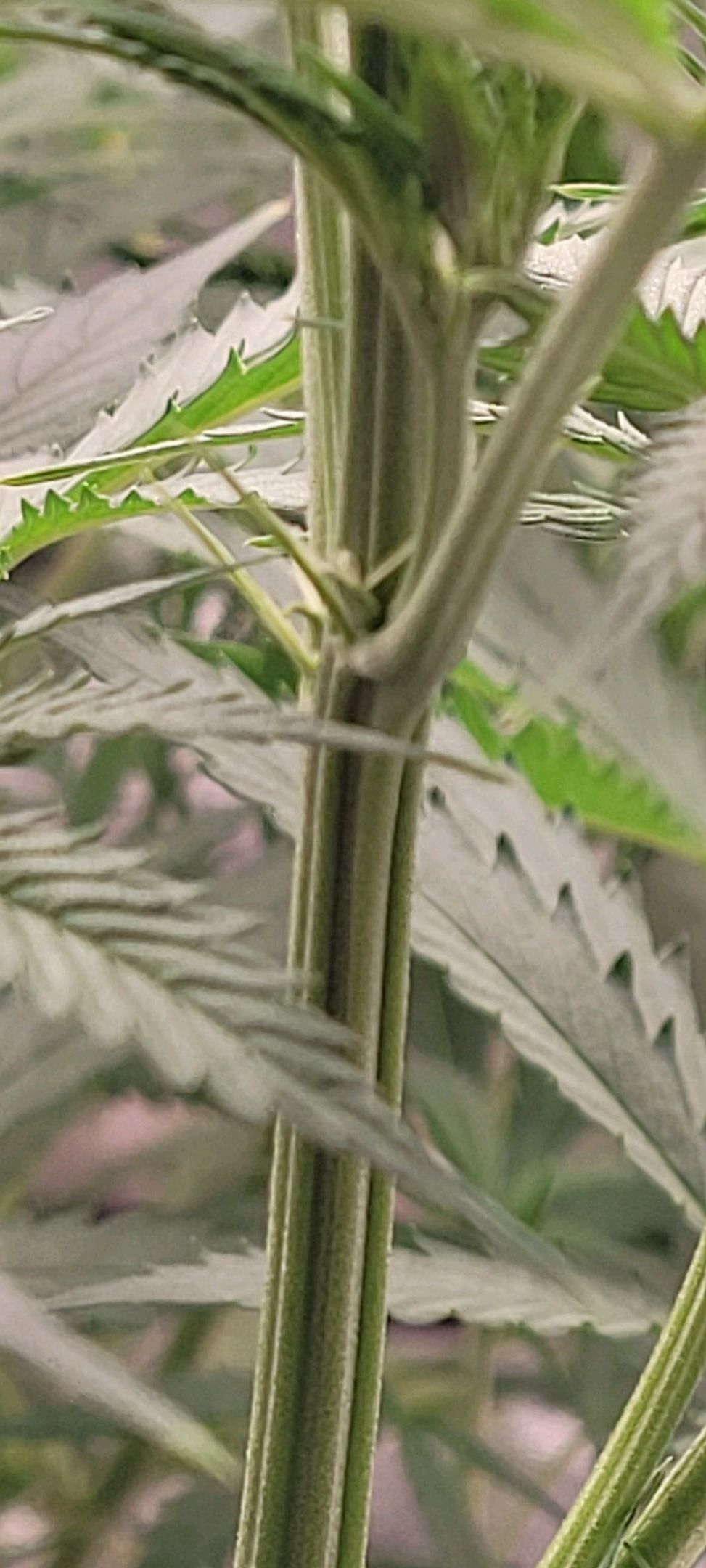 Anonymus growlog photo 95