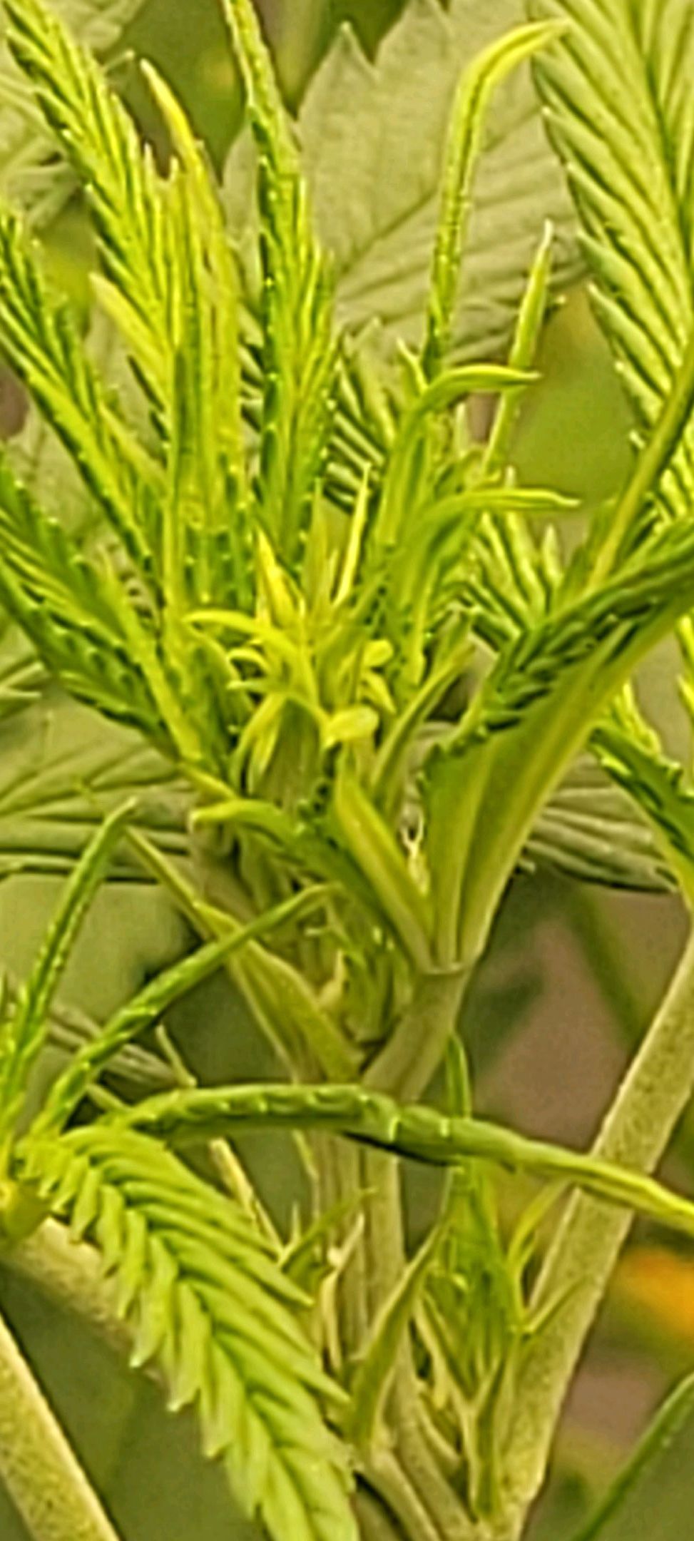 Anonymus growlog photo 96