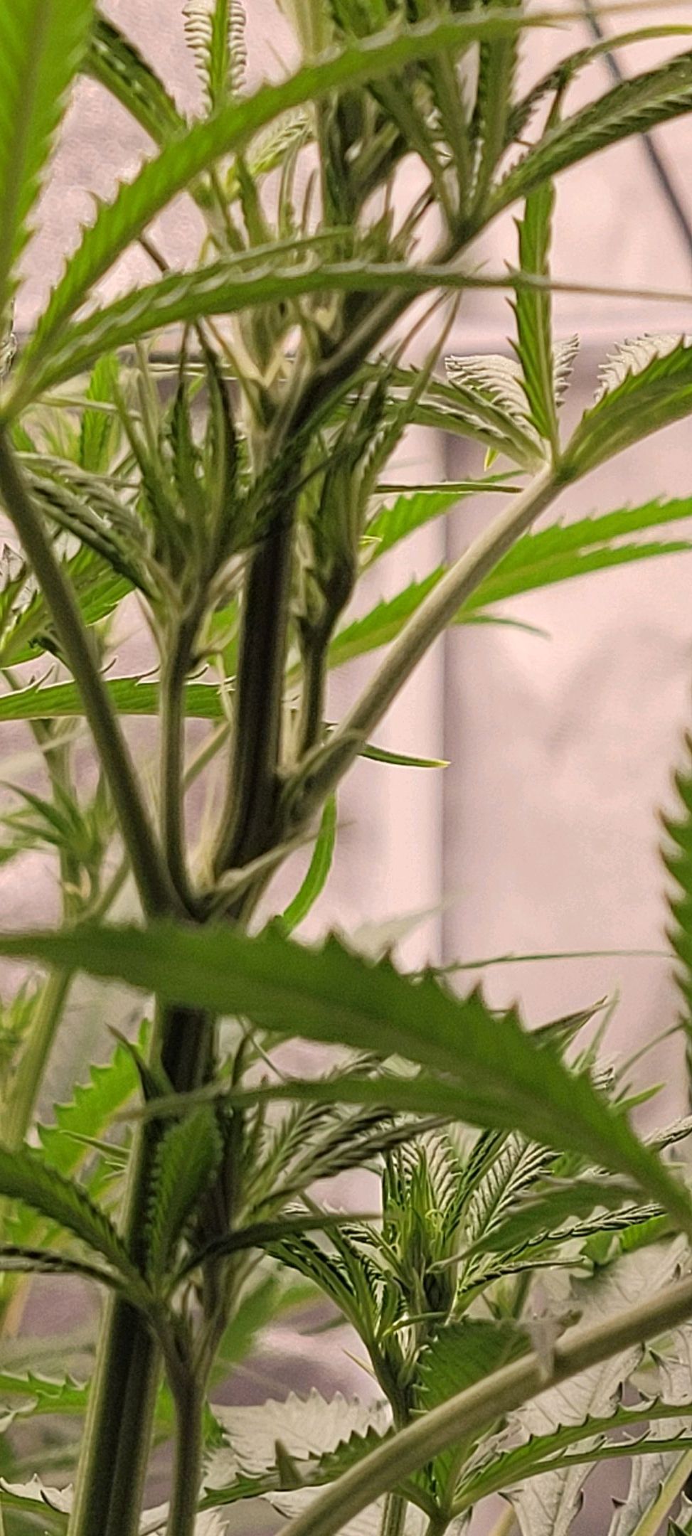 Anonymus growlog photo 98