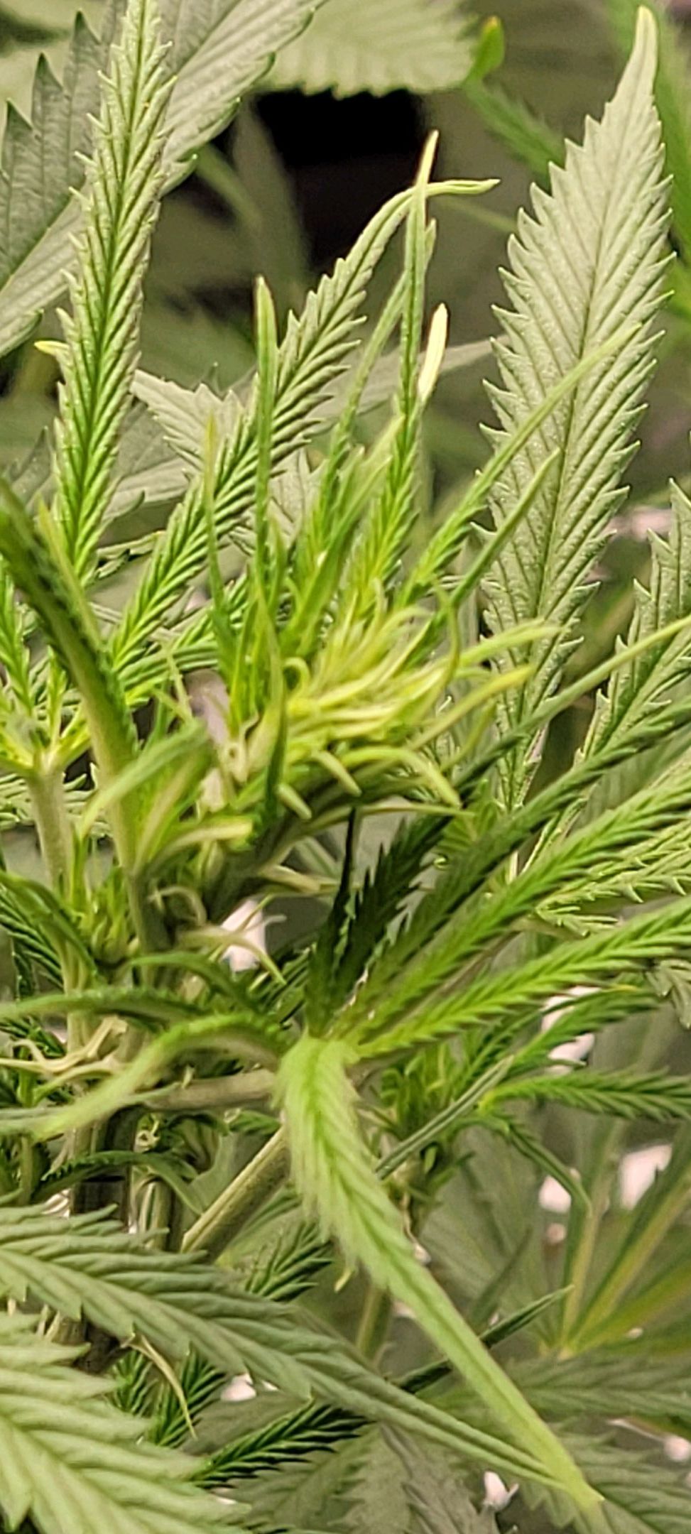 Anonymus growlog photo 97