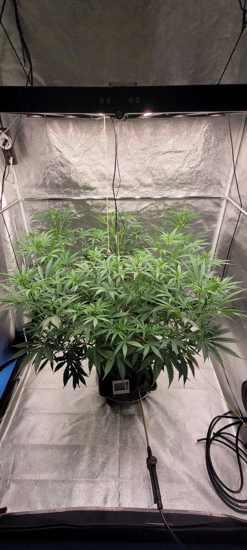 Anonymus growlog photo 99