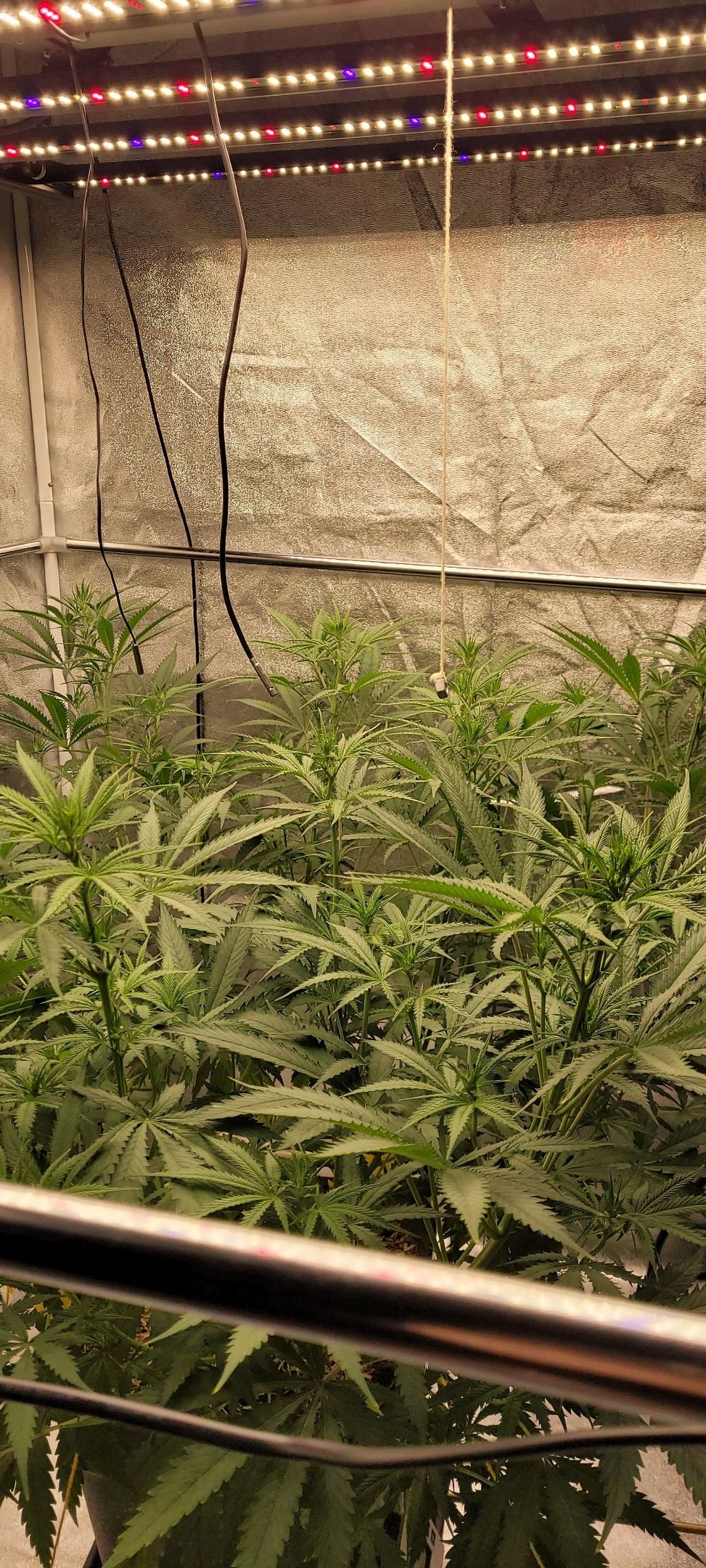 Anonymus growlog photo 100